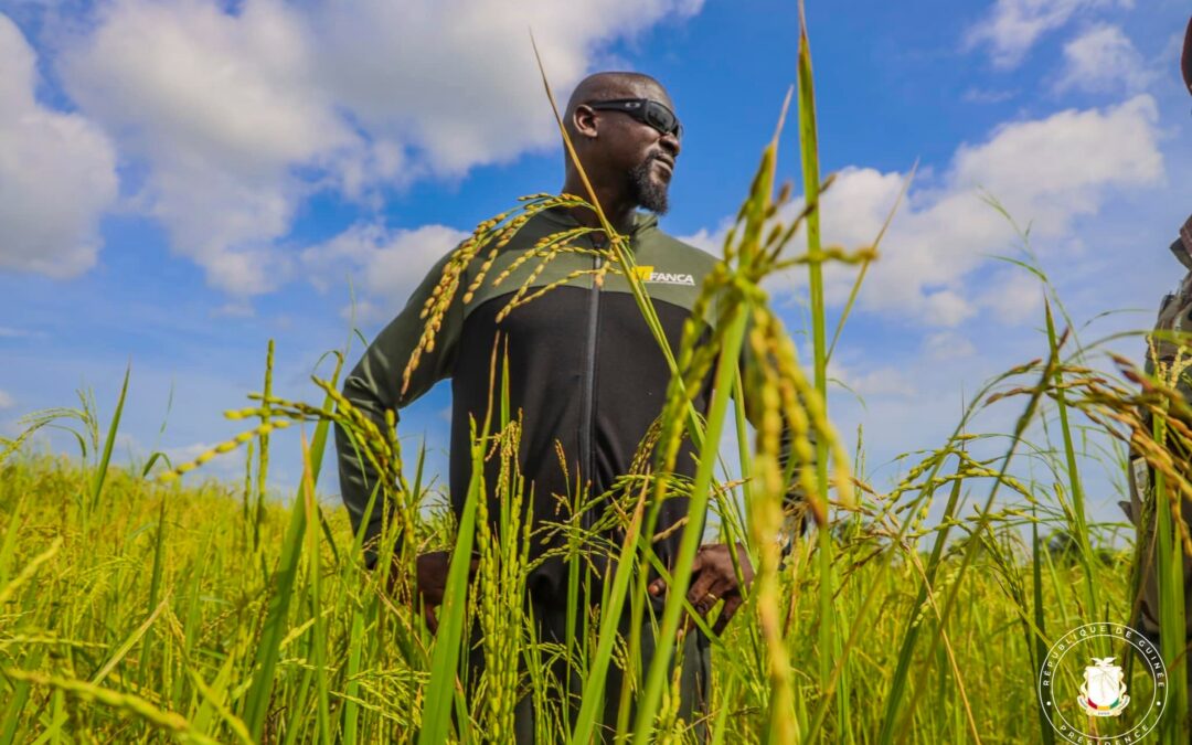 Guinée : la Politique Foncière Agricole adoptée au conseil des ministres le 03 septembre 2026